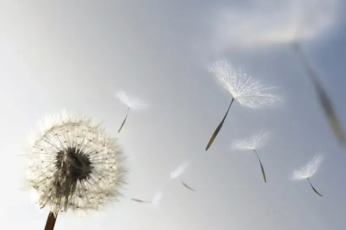 blog-24-forgiveness
